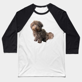 Cute Havanese Dog Baseball T-Shirt